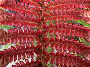 Haleakalā National Park