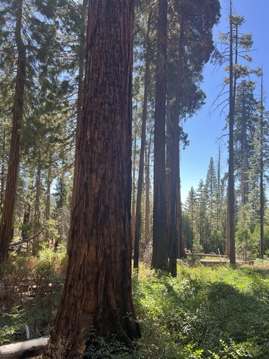 Yosemite National Park 
