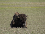 Badlands National Park 