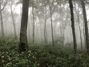 Chatahoochee-Oconee National Forest 