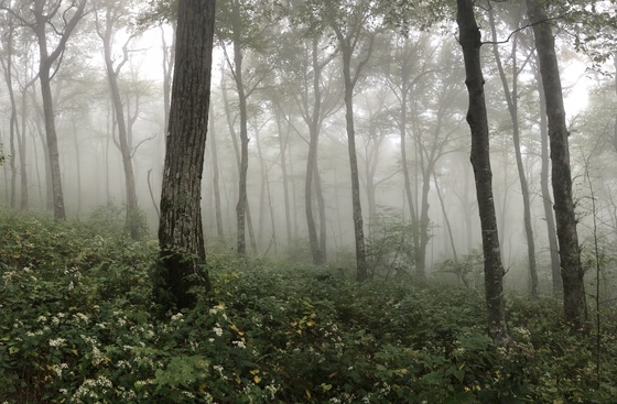 Chatahoochee-Oconee National Forest 