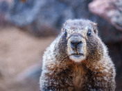 Pike National Forest