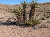 Red Rock Canyon National Conservation Area