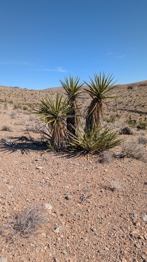 Red Rock Canyon National Conservation Area
