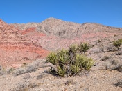 Red Rock Canyon National Conservation Area