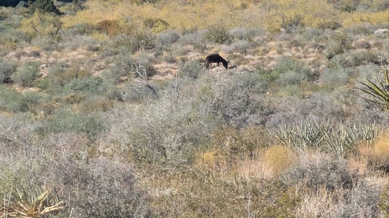 Red Rock Canyon National Conservation Area