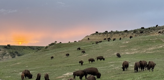 Theodore Roosevelt National Park