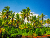 Pu'uhonua o Honaunau