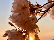 National Mall and Memorial Parks