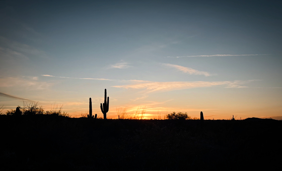 Saguaro National Park