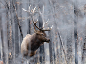 Elk After the Fire