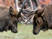 Elk Fighting