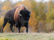Plains Bison