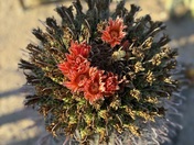 Saguaro National Park