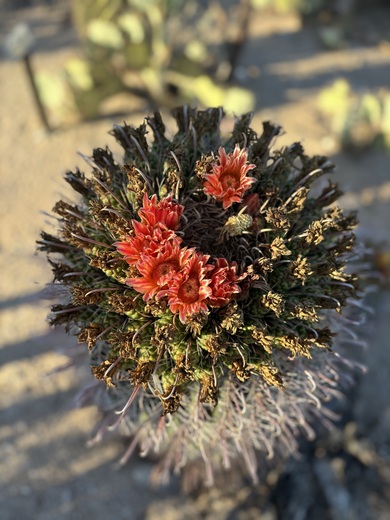 Saguaro National Park