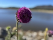 Apache National Forest 
