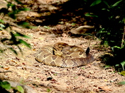 Nantahala National Forest
