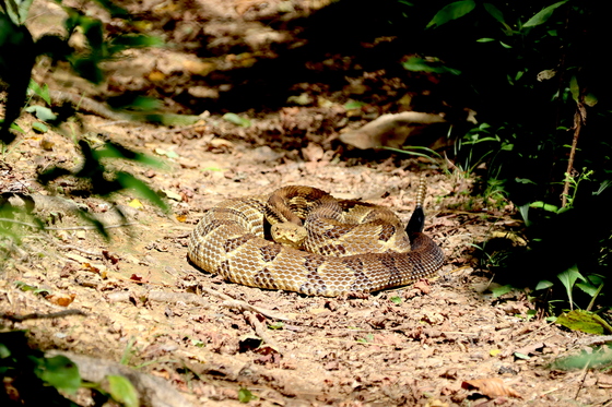 Nantahala National Forest