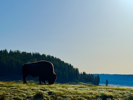 Yellowstone National Park