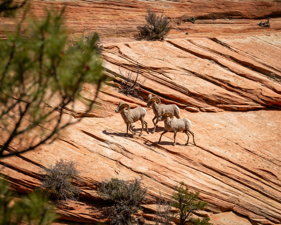 Zion National Park