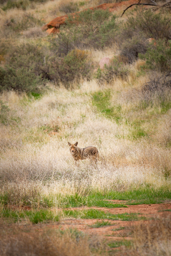 Zion National Park