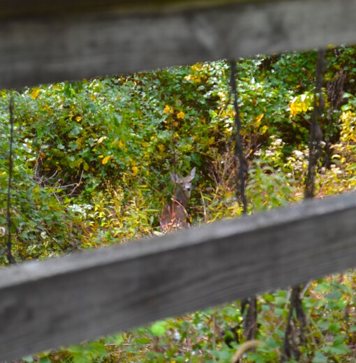 Potomac Heritage National Scenic Trail