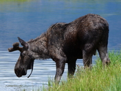 Grand Teton National Park