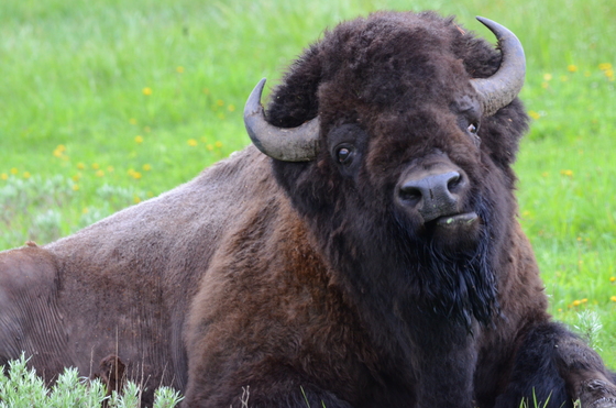 Yellowstone National Park