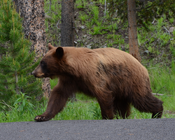 Yellowstone National Park