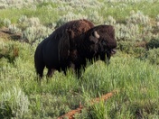 Yellowstone National Park 