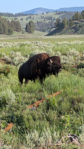 Yellowstone National Park 