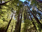 Muir Woods National Monument