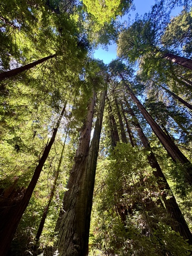 Muir Woods National Monument