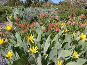 Mokelumne Wilderness