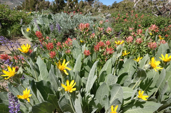 Mokelumne Wilderness