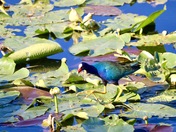 Everglades National Park