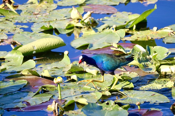 Everglades National Park
