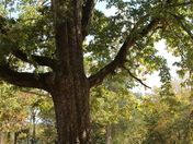 Shiloh National Military Park