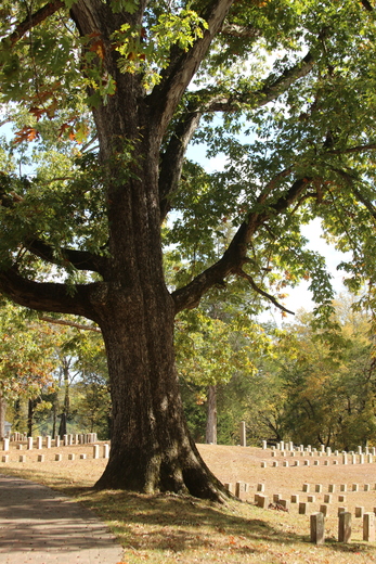 Shiloh National Military Park