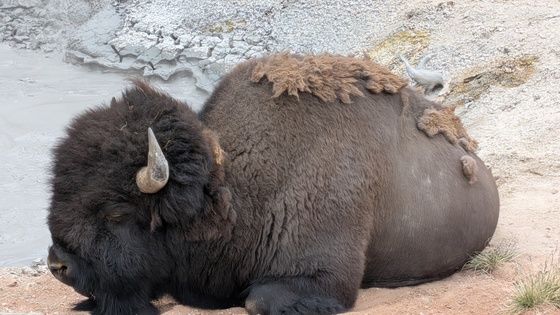 Yellowstone 