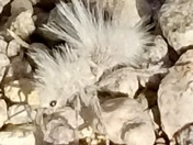 Lake Mead National Recreation Area