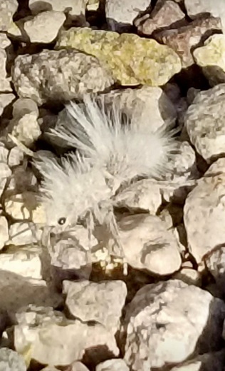 Lake Mead National Recreation Area