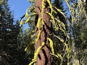 Yosemite National Park