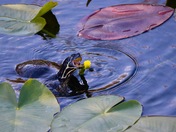 Everglades National Park