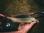 San Isabel National Forest