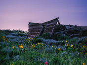 Gunnison National Forest 