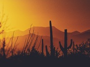 Saguaro National Park 