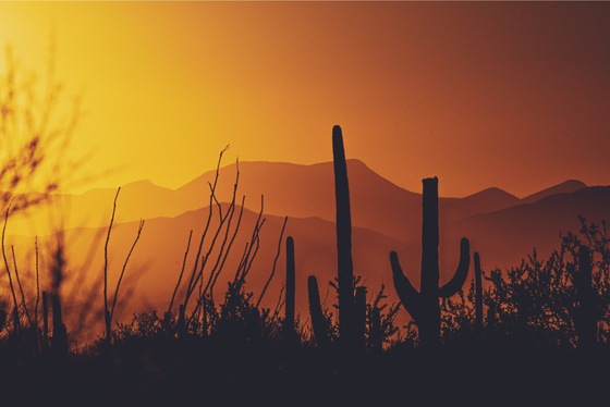 Saguaro National Park 