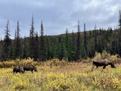 Denali National Park