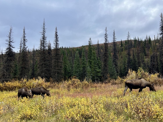 Denali National Park